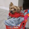 doggie_qi