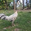 pammanu211