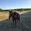 j_equestrian2