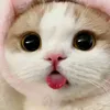amelialookscute2029