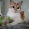 crumpitthekitten