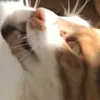 henryperson2