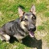 dog_vikars