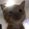 sunknoss
