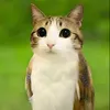 meowl_es_vida1