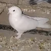mhamad.nuri7