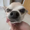 oscarfrthow