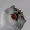 bobogol__30