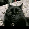 daqaiviosthunderlick_456