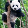 pandaiste5