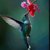 umbjflor