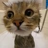 daniel.catinac0