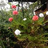 cecilia_1373