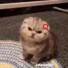 cutenhattiktok19