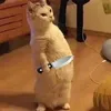 4_dp7