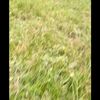 tufresitarica3