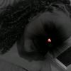 shaira.sofia.dima