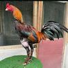 super_chicke