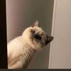 Funny cat tiktok