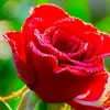 user721221834934