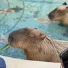 cuteanimals.worlds