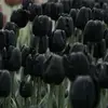 tulip.452