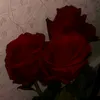 afailurelovemusic