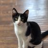 cats39804
