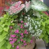 plants decor