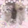 meow800000