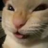 catty4214