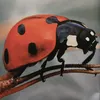 coccinella522