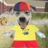 davi_244455