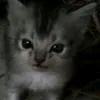 oupi_goupi12