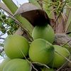 mawar_berduri015