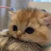 Đỗ HMU thì đổi tên…