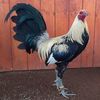 tavegamefarm