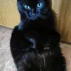 Egor_Halin