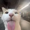 hhieucuti