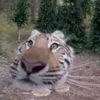 viettt000