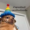 sunflower_anprem
