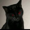 kucing.garong8112