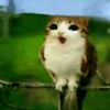 owl.cat1