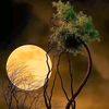faisalshahzad4805