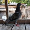 emanuel_9307