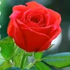 ahmedsamer3076