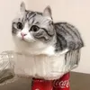 renewedsparki