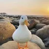 2dom_10