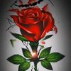 md.murad6959