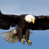 eagle72424